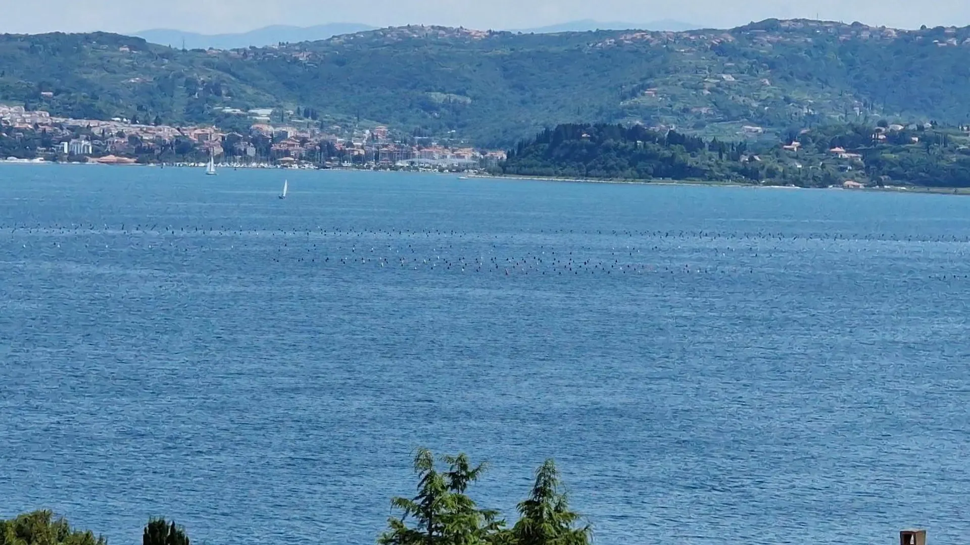 Villa Del Golfo Apartman Savudrija